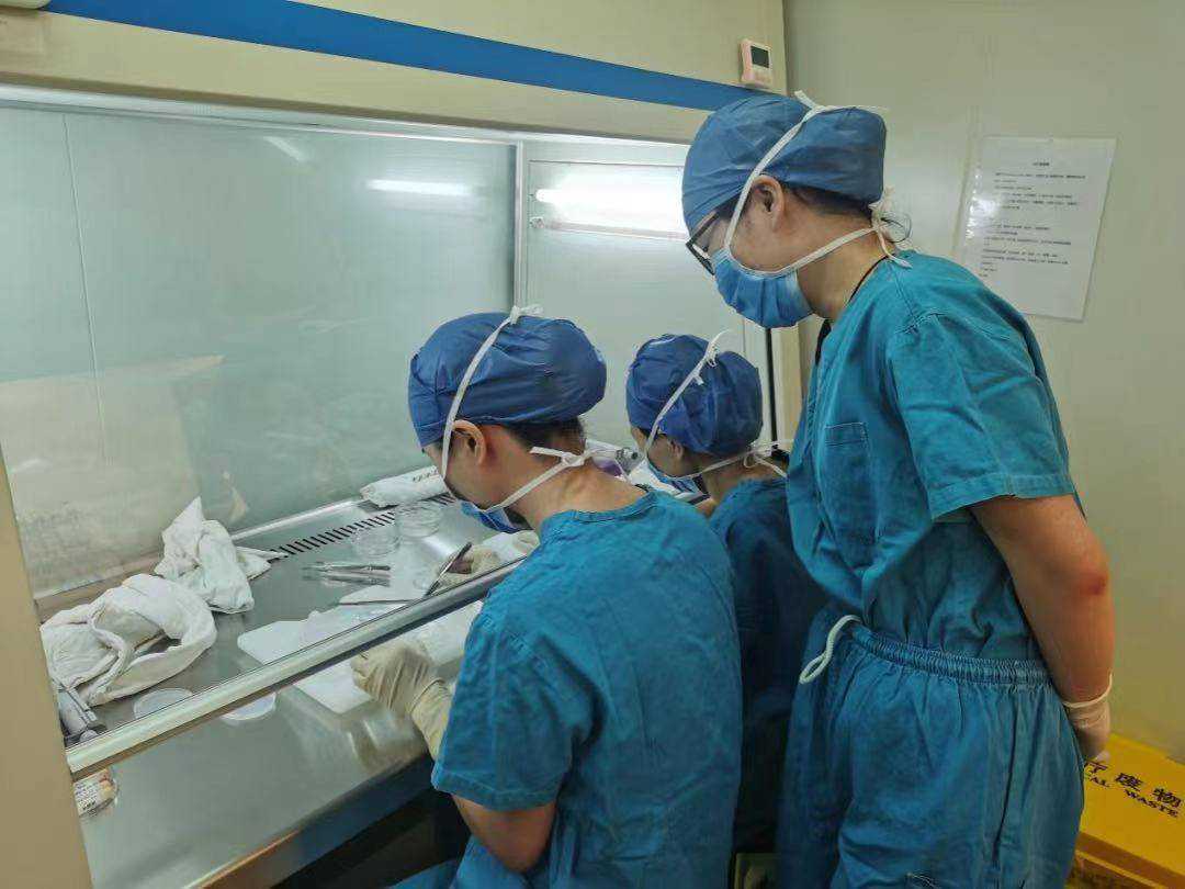 “同性生育咨询”信息可信吗：法律边界与正规IVF替代方案